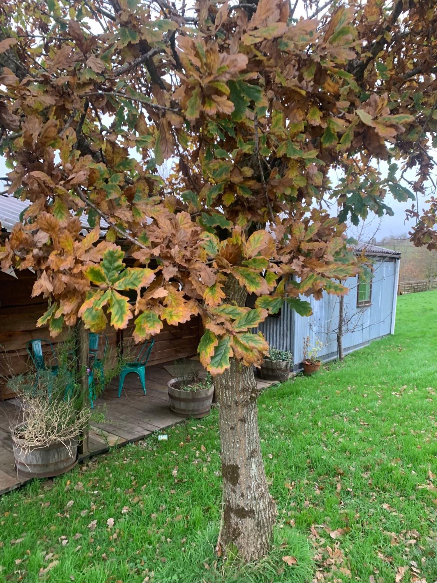Ceridwen Glamping, Double Decker Bus And Yurts Ξενοδοχείο Llandysul Εξωτερικό φωτογραφία